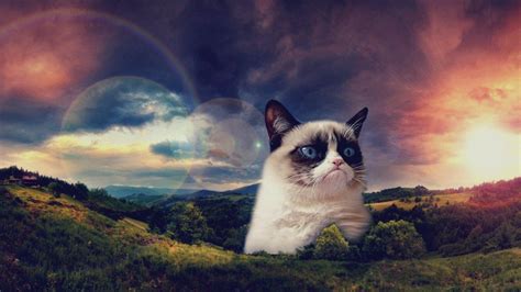 Grumpy Cat Meme Wallpapers - Top Free Grumpy Cat Meme Backgrounds ...