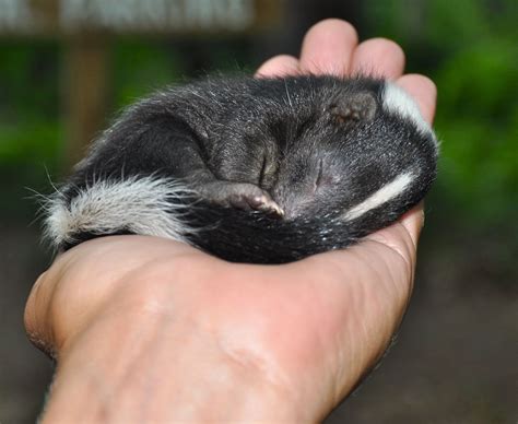 SKUNK REMOVAL EXPERTS - Affordable Wildlife Control Toronto | Baby ...