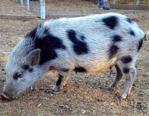 Mini Pig Breeds Typically Seen As Pets. pet pigs, miniature pig breeds ...