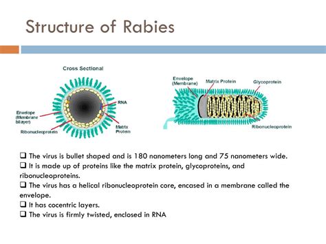 PPT - Rabies PowerPoint Presentation, free download - ID:1958130