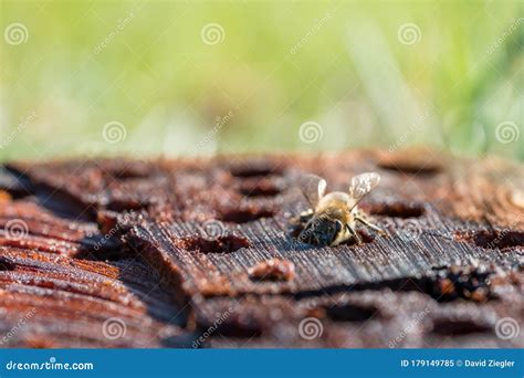 Honey Bee Macro Photography Stock Image - Image of macro, wings: 179149785