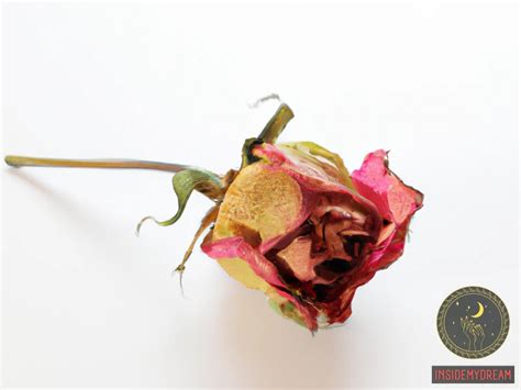 Wilted Rose Dream Meaning: Interpretations and Symbolism