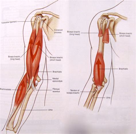 biceps - Google Search | Human body anatomy, Anatomy lessons, Bicep muscle