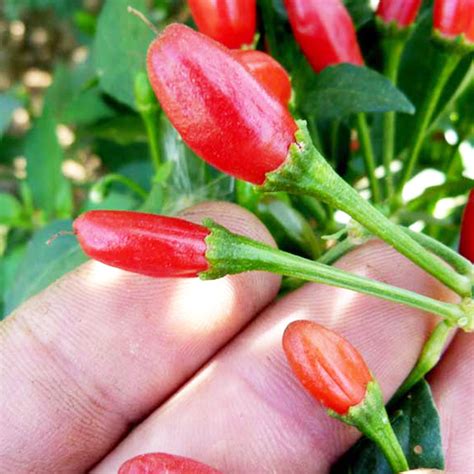 Chiltepin Pepper Seeds 250 mg ~30 Seeds - Non-GMO, Heirloom, Open ...