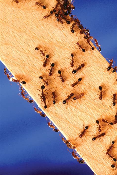 Fire ant | Description, Genus, Invasive, Sting, & Facts | Britannica