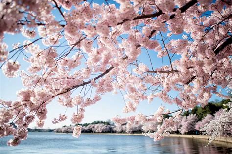 2025 Washington DC Cherry Blossom Peak Bloom Forecasts