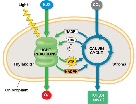 Light Reactions And Calvin Cycle Of Photosynthesis