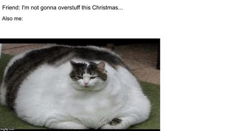 32++ Funny Fat Cats Memes - Factory Memes