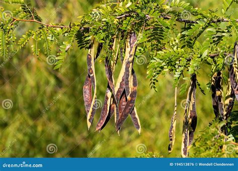 Catalpa Tree Seed Pods By Joy Watson | ubicaciondepersonas.cdmx.gob.mx