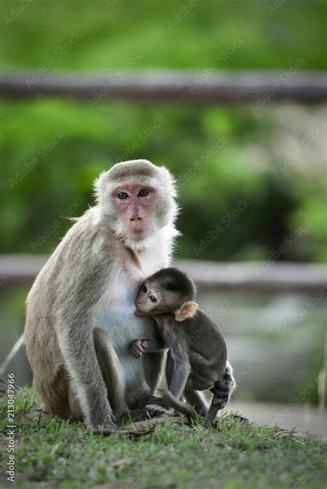 Closed up Mom hug with baby monkey, Thailand, family has a monkey ...