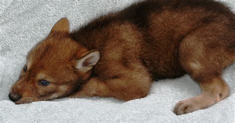 Red wolf pups to be named at zoo Saturday