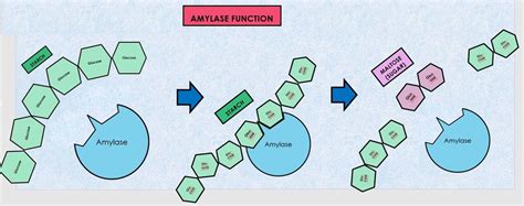 Lab 8 - Enzymes - SCIENTIST CINDY