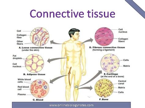 Connective tissue: characteristics, functions and types - Online ...