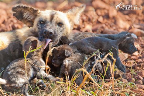 Photo: African Wild Dog Puppy - Travel For Wildlife