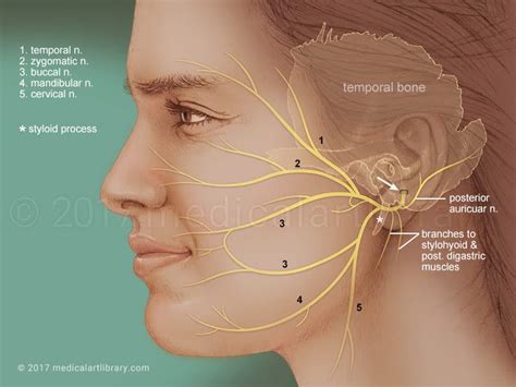 Facial Paralysis Surgery in NYC | drkopelman.com