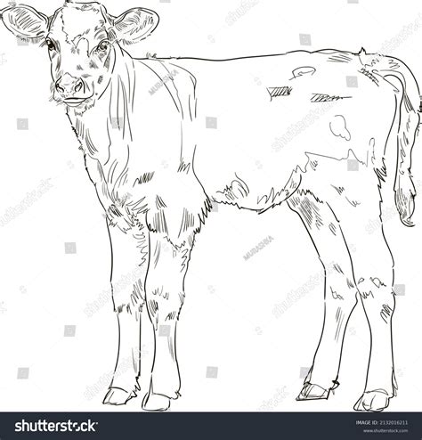 Discover 84+ calf sketch - seven.edu.vn