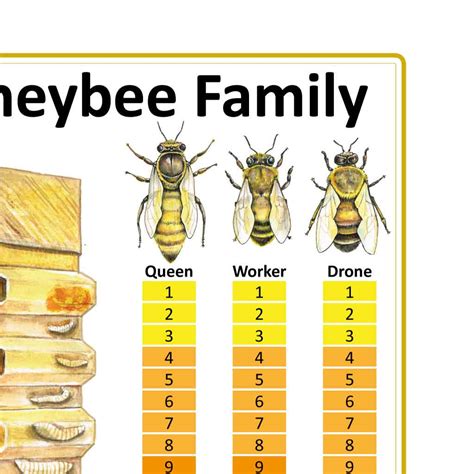 Bee Life Cycle Chart