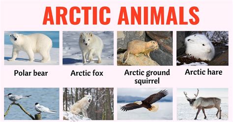 66 Arctic Animals: Names of Animals that Live in the Arctic with ESL ...