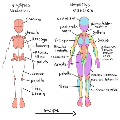 Human Anatomy Drawing Reference - Precia Antomy Guy | Bodaswasuas