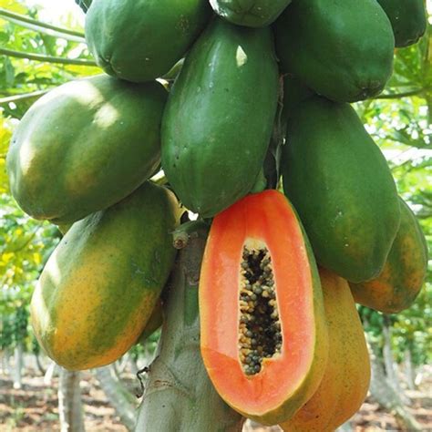 Papaya Tree