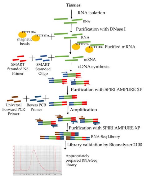 Stages of RNA-Seq library preparation. | Download Scientific Diagram