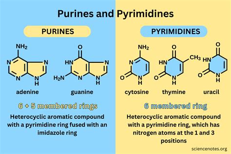 Pyrimidine Structure