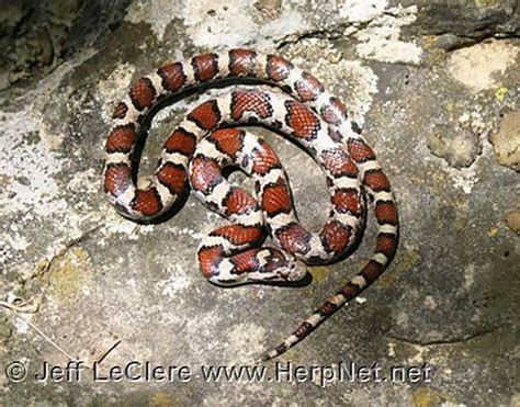 Eastern Milksnake (Lampropeltis triangulum) – Amphibians and Reptiles ...