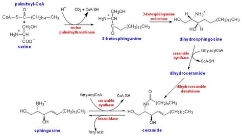 Synthesis of sphingosine | Biochemistry, Math equations, Ceramides