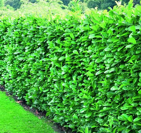 Prunus Rotundifolia Cherry Laurel Hedging Plants 2-3ft Pack of 5 ...