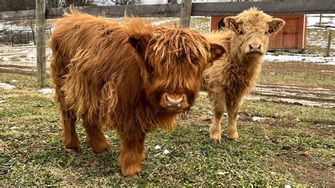 Miniature Scottish Highland Cattle