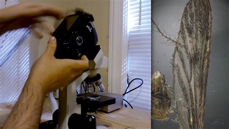 How to create impossibly huge depth of focus with microscope photography