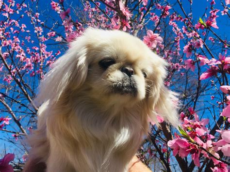 Pekingese Puppies For Sale | Dallas, TX #295781 | Petzlover