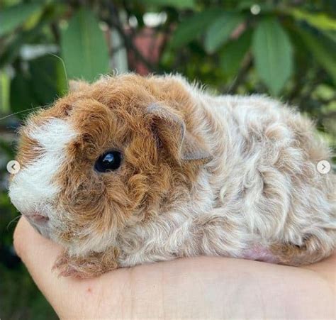 Alpaca Guinea Pig Breed Profile: Origins, Pictures, Care, Temperament ...