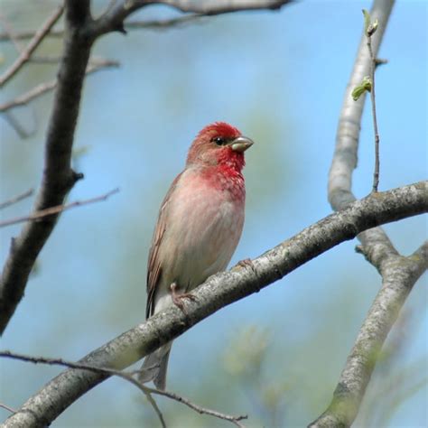 Common Rosefinch - eBirdr