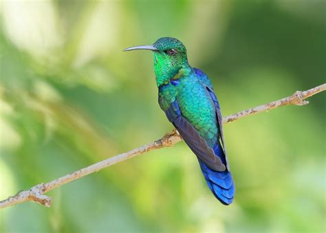 Rainbow Flyers: Brilliant Hummingbird Colors - Birds and Blooms