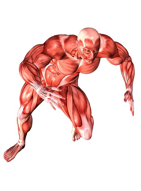 muscular system activities - ModernHeal.com