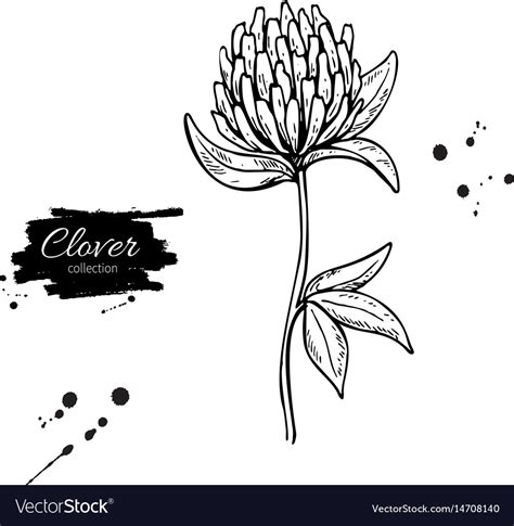 Clover flower drawing set isolated wild Royalty Free Vector