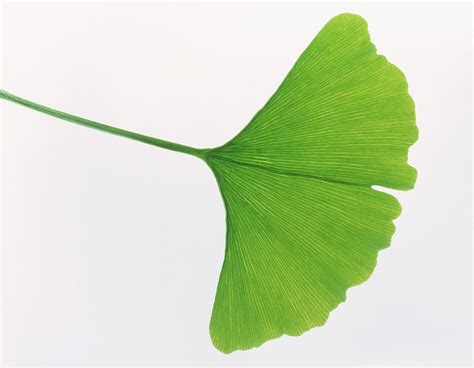 Leaf Of Ginkgo Biloba Photograph by Pasieka