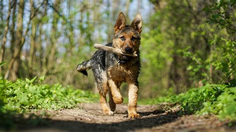 Training a German Shepherd Puppy to Walk on Leash (with Manners ...