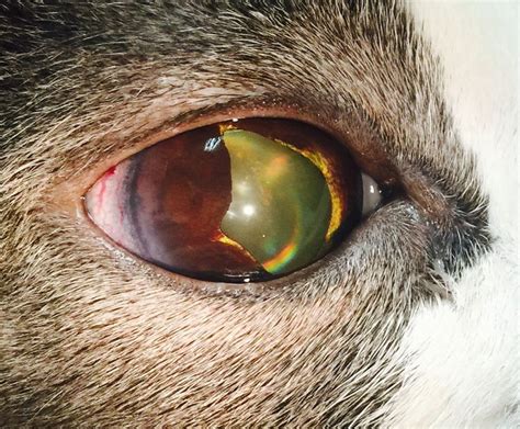 sarcoma in cats eye - Princess Blunt