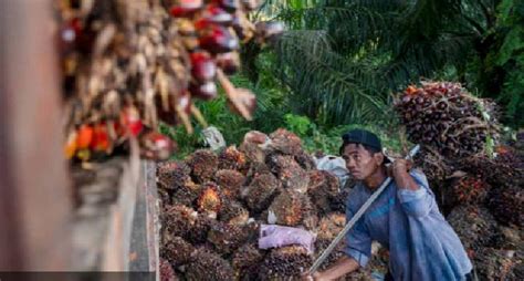 Ketimpangan Penguasaan Lahan Perkebunan Sawit di Indonesia Dinilai ...