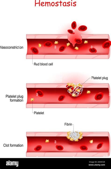 Blood vessel diagram hi-res stock photography and images - Alamy