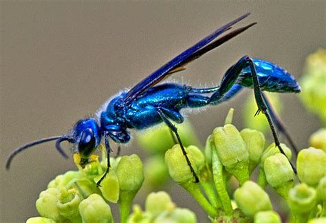 mud dauber | Gardening in the Panhandle