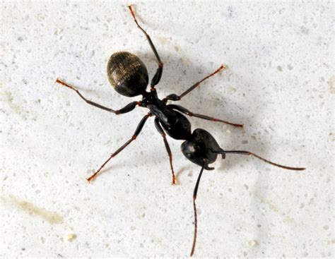 How to Get Rid of Carpenter Ants - 2024 Guide - Demotix.com