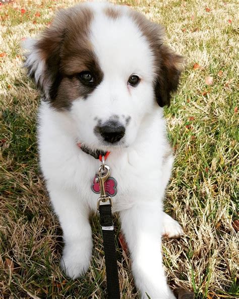 Great Pyrenees Australian Shepherd Mix Puppies For Sale - glemercedesblog