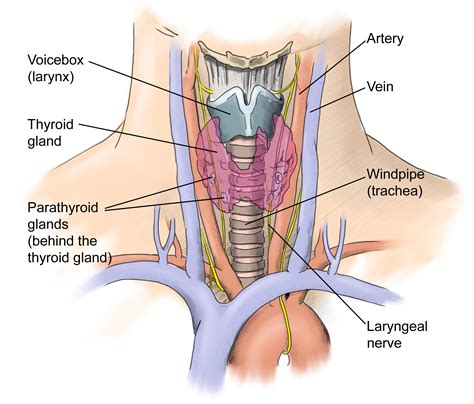 Thyroid Surgery Adelaide - Surgical Options For The Treatment Of Thyroid