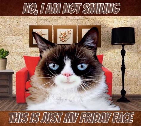 Happy friday cat meme - guidesea