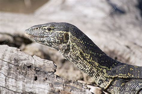 Nile monitor lizard Stock Photo by ©ajlber 5889496