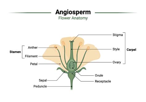 Angiosperm - Flower Anatomy | BioRender Science Templates