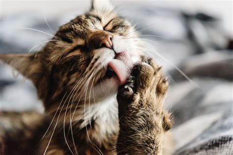 Is Your Cat Over Grooming? - Two Crazy Cat Ladies